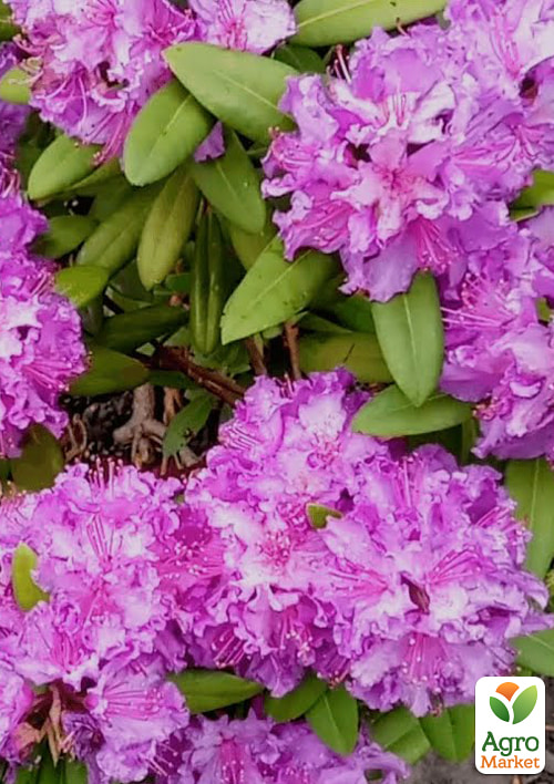 Рододендрон гибридный 2-х летний "Alfred" С2  высота 25-40см - фото 2