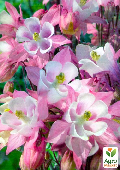 Аквілегія "Biedermeier" 1шт в упаковці