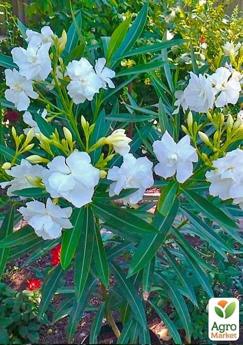 Олеандр белый "White Lady" - фото 3
