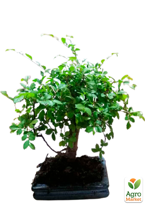 Бонсай «Zelkova» - фото 5