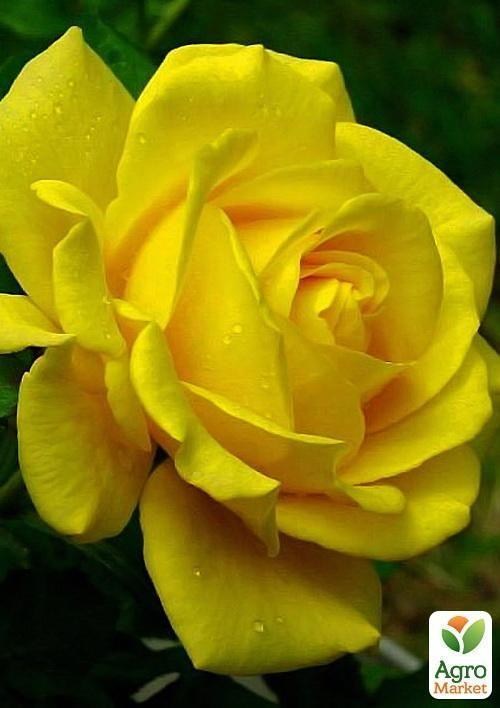 Роза чайно-гибридная "Парфюм де Энви (зависть)"