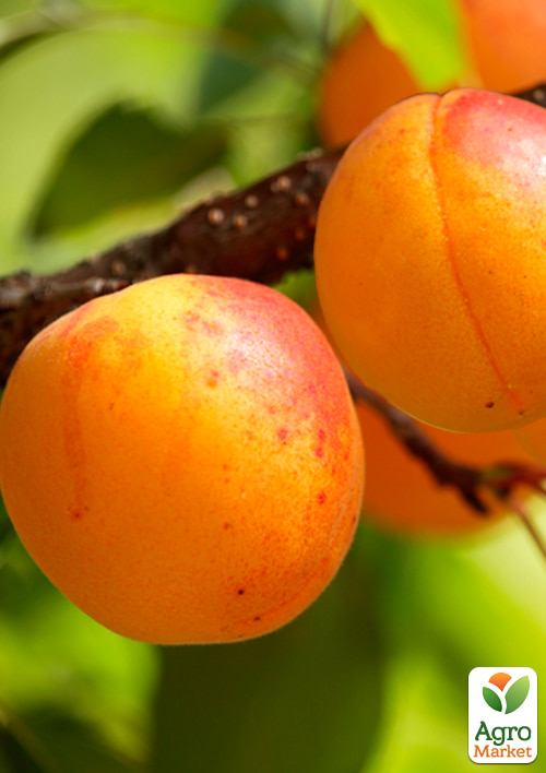 Абрикос "Сатурн" (ранний срок созревания)