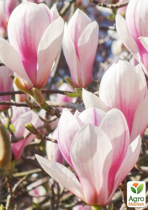 Магнолія "Judy" (Джуді)