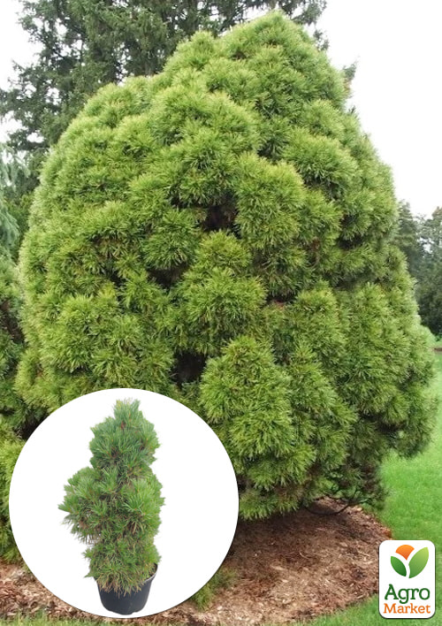 Сосна обычная "Globosa Viridis" (ком/сетка), диаметр 70-90см