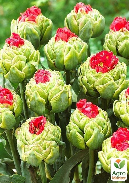 Тюльпан "Bull's Eye" - фото 2