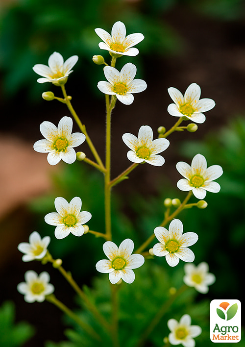 Камнеломка метельчатая "Paniculata" - фото 2