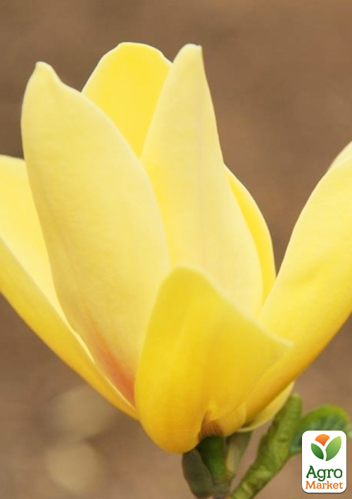 Магнолия 4-х летняя "Sunspire" (высота 80-100см) - фото 4