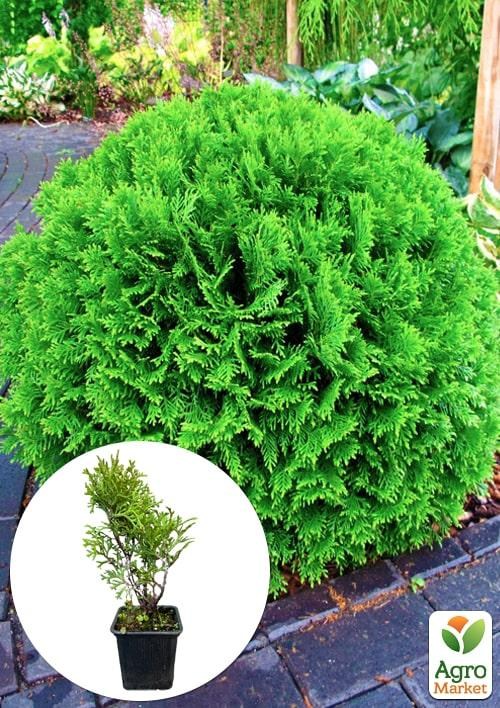 Туя западная "Tiny Tim" С3, высота 15-20 см