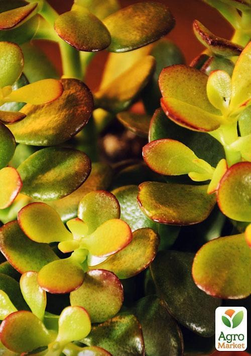 Крассула "Тропиканочка"(Crassula Magical Tree) дм 12 см выс.  20 см