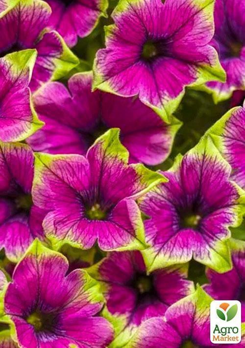 Сурфиния "Picasso Pink" (контейнер № 10, высота 10-15 см)