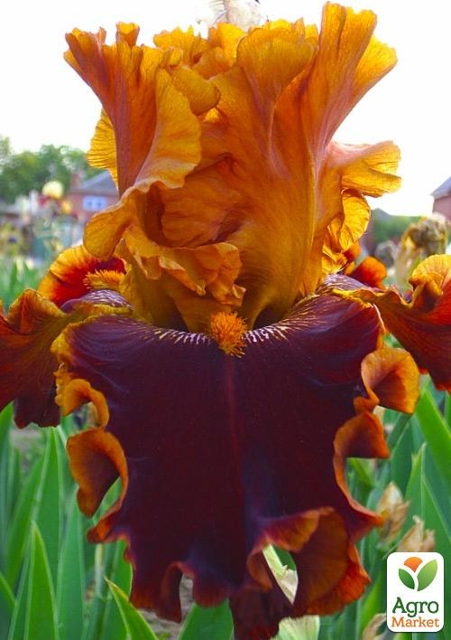 Ирис бородатый крупноцветковый "Copatonik" 1шт  в упаковке