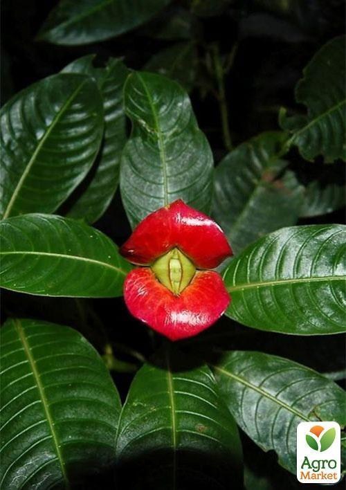 Психотрия возвышенная "Воздух" ТМ "Vesna Exclusive" 5шт