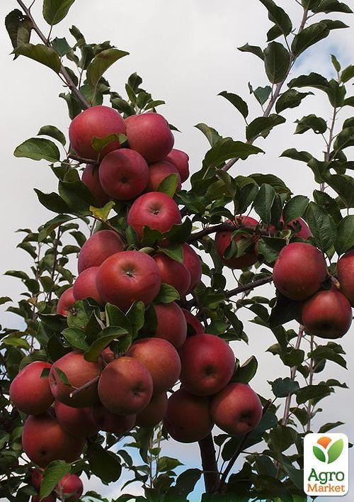 Яблуня напівкарликова "Фуджі"