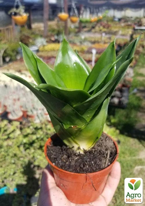 LMTD Сансевієрія "Black Jade" висота рослини 15-25см - фото 5