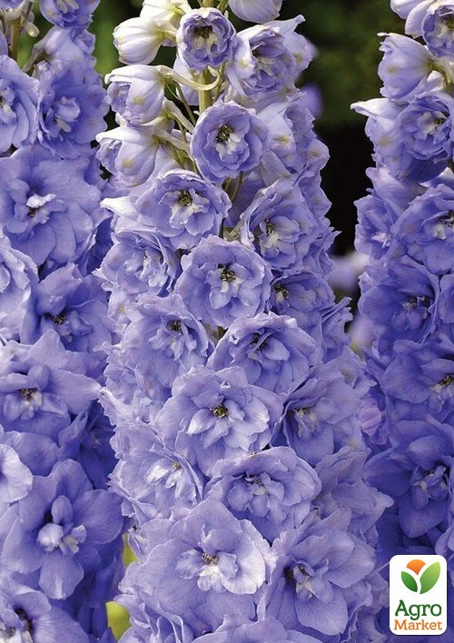 Дельфиниум махровый "Kingsley" C 1.5 (высота 20-30см)