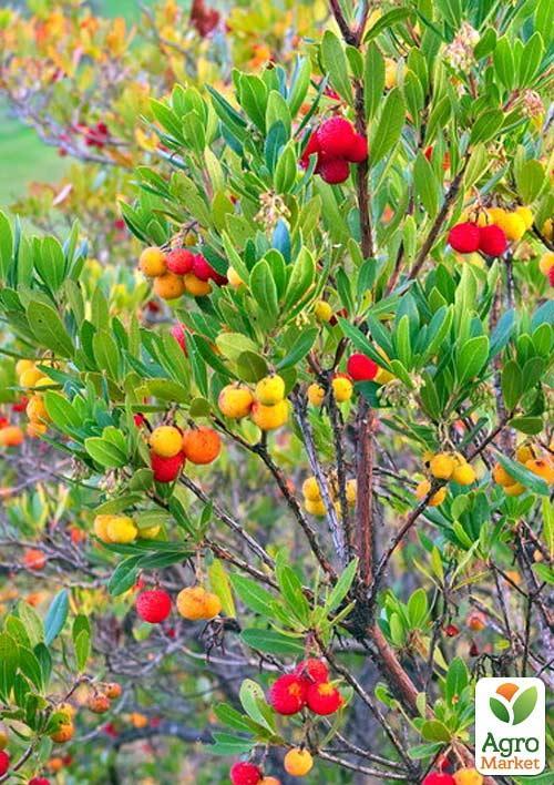 Арбутус (земляничное дерево)  - фото 2