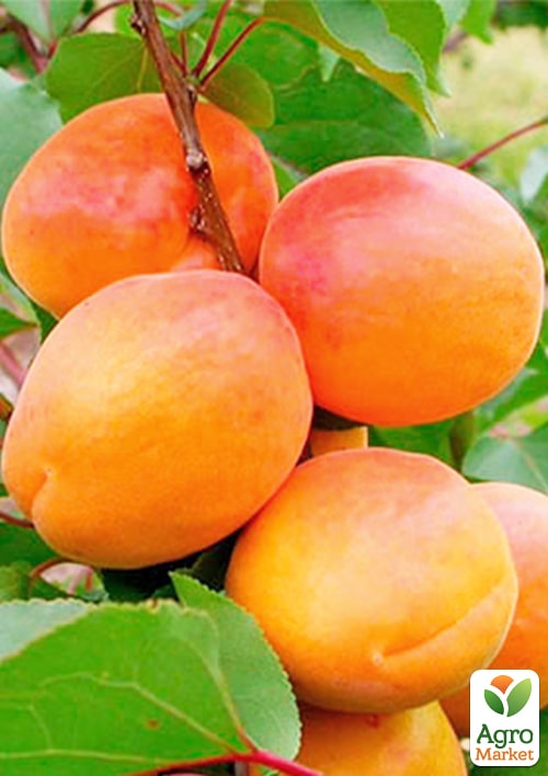 Абрикос "Алеша" (летний сорт, ранний срок созревания)