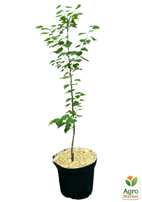 Абрикос "Ананасный" укорененный в контейнере (саженец 2 года) - фото 3