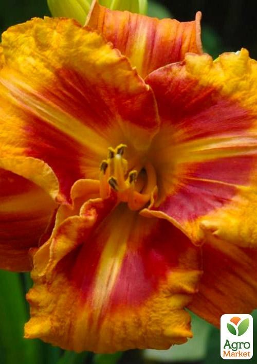 Лилейник "Tigger" 1шт в упаковке