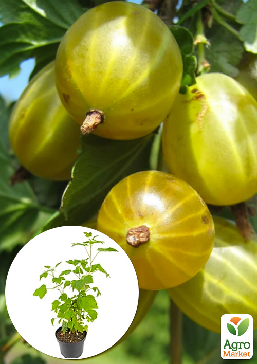 LMTD Крыжовник "Reflamba" (сортовой, укорененный)