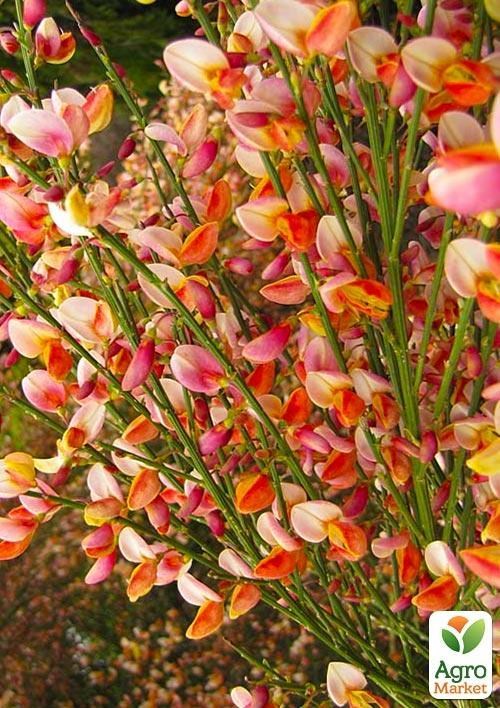 Рокитник Cytisus Praecox "Zeelandia"