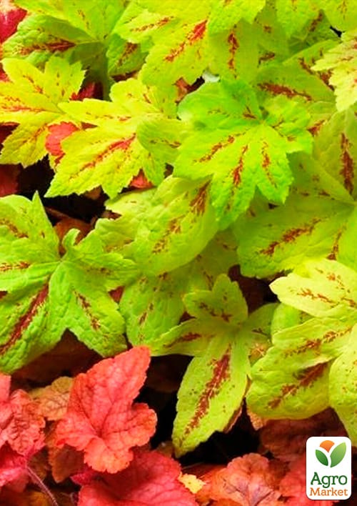 Гейхера (Heuchera) "Sunrise Falls"  - фото 2