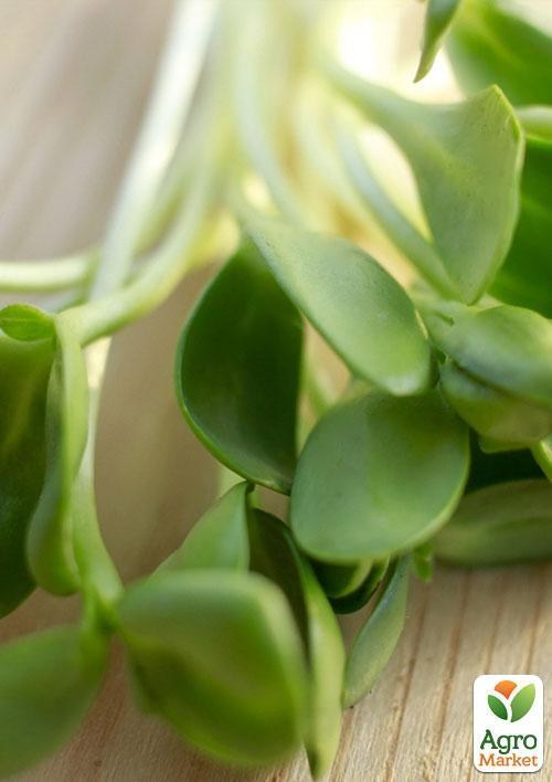 Микрозелень "Мангольд Белый" (в банке) ТМ "Твоя Зеленая Весна" 8г - фото 4