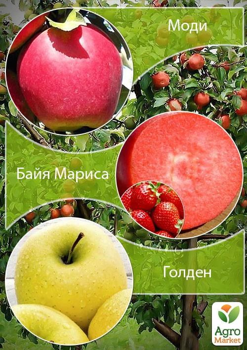 Дерево-сад Яблуня "Моді+Байя Маріса+Голден"