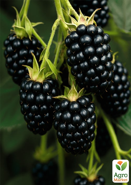 Ожина "Дойл" (Doyle) (середній термін дозрівання)