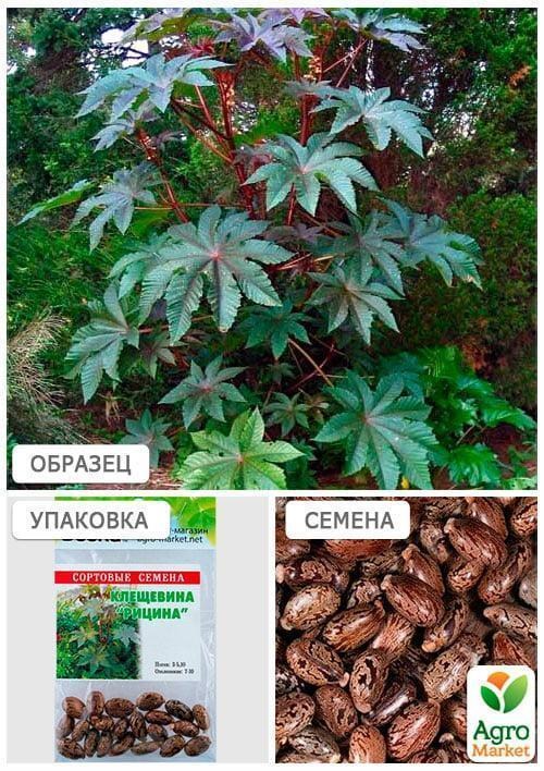 Клещевина "Рицина" (Зипер) ТМ "Весна" 7шт - фото 2