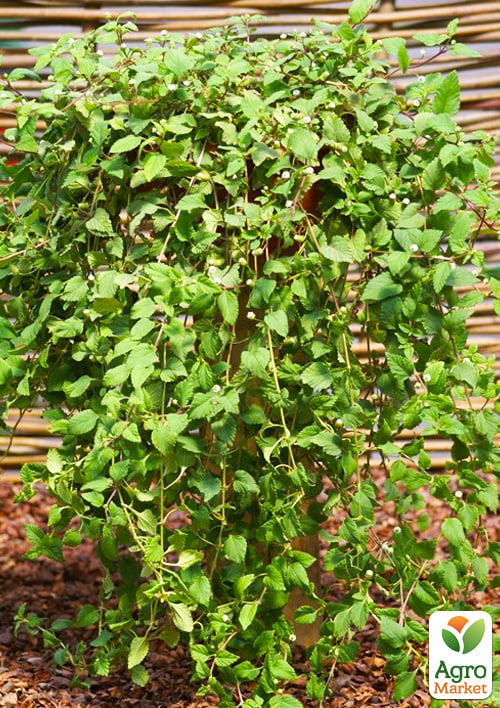 Солодка трава ацтеків «Lippia dulcus» (підсолоджувач, лікарська рослина) - фото 6