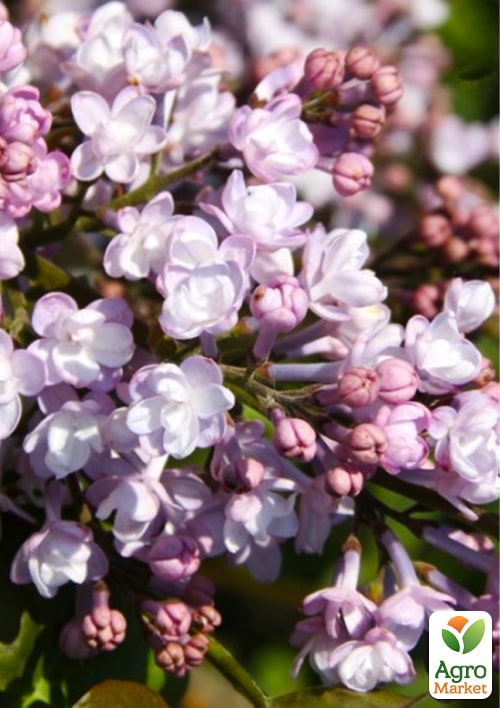 Бузок махровий інвітро "Анабель" (Syringa Anabe) вазон С1,5 - фото 5