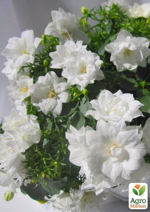 Кампанула махрова "Double White"