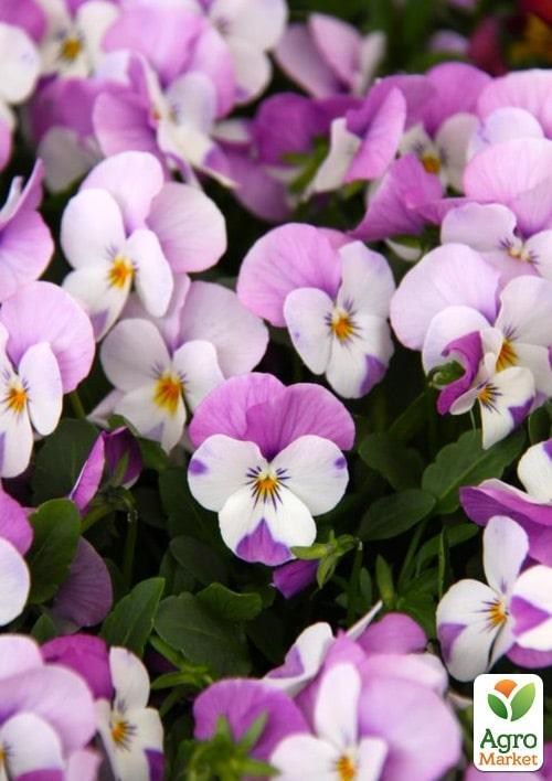Виола (Viola Cornuta) "Pink Wing"