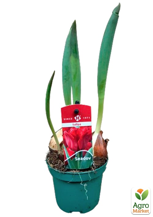 Тюльпан "Seadov" вкорінений - фото 7