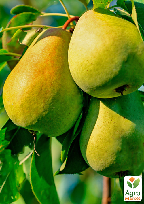 Груша "Городищенська" (осінній сорт, середній термін дозрівання) - фото 2