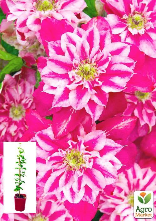 Клематис 3-х летний "My Darling" С2