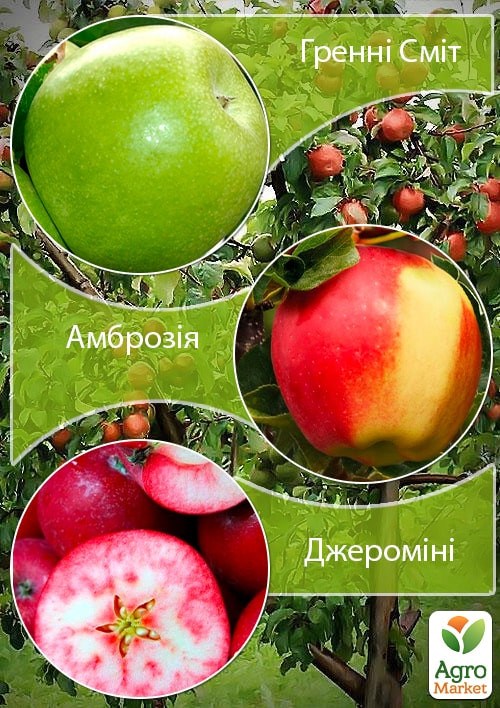 Дерево-сад укорененный в контейнере Яблоня "Гренни Смит+Амброзия+Джеромини" саженец 2 года
