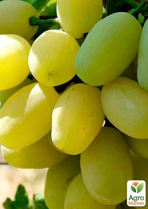 Виноград кишмиш "Белый Аист" (сладкий гармоничный)