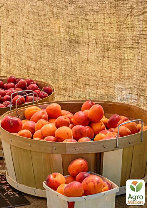 Эксклюзив! Абрикос темно-oрaнжeвый "Мечта"(Dream) (канадская селекция, премиальный средне-ранний сорт) - фото 6