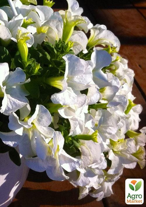 Сурфиния "Fanfare White" (контейнер № 10, высота 10-15 см)