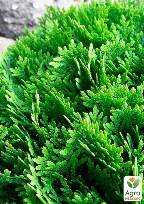 Туя западная "Danica" (ком/сетка) диаметр 45-55 см - фото 3