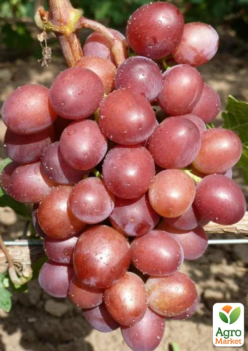 Виноград "Втілення" (ранній мускат, соковитий, гармонійний смак)