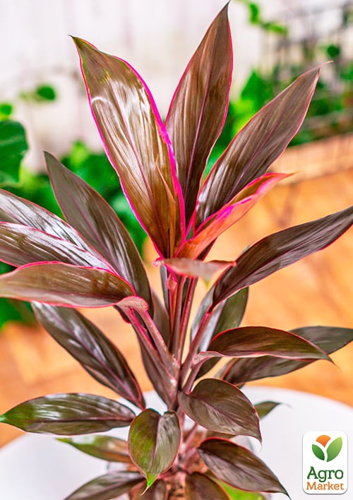 LMTD Кордилина "Tango" (высота 35-45см) - фото 8