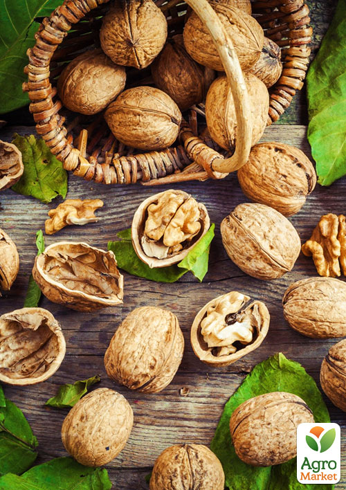 Грецкий орех привитой "Tulare" (селекция США, ранний срок созревания)