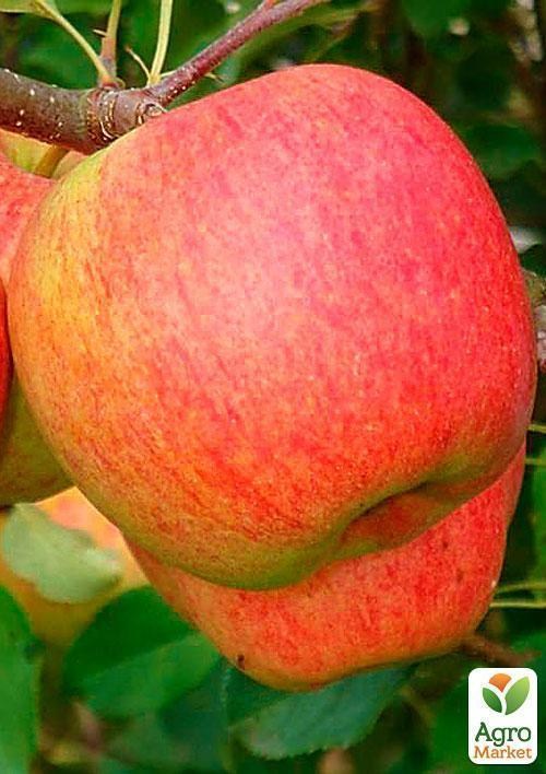 Яблоня "Делькорф"