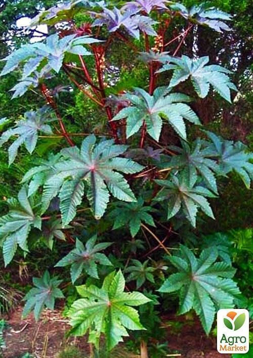 Клещевина "Рицина" (Зипер) ТМ "Весна" 7шт - фото 4