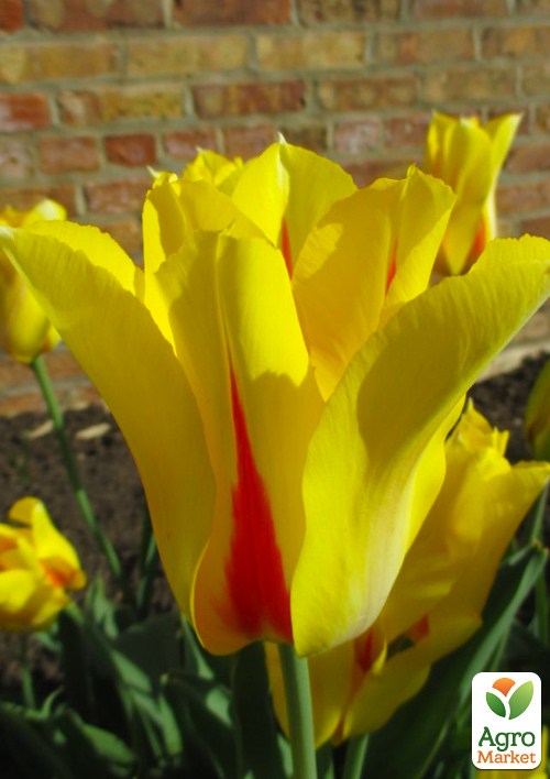 Тюльпан "Hocus Pocus" (размер 10/11 , крупный) 3шт в упаковке