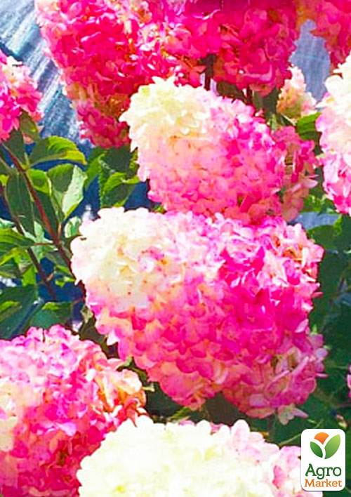 Гортензія волотиста "Фрайз мелба"
