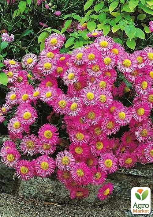 Маргаритка іспанська "Erigeron speciosus" (дрібничка)